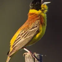 یک عدد سهره  سر سیاه