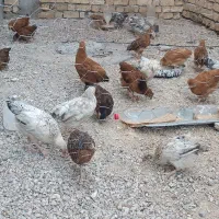 مرغ محلی نژاد اصفهان