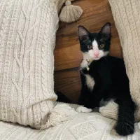 گربه نژاد ترکیبی dhs و گربه ی مو بلند|گربه|رشت, لاکانی|دیوار