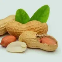 بادام زمینی تازه( عمده کیلویی فقط 200)