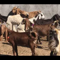 ۱۵راس بزغاله ماده پاکستانی (میش بره گوسفند)|حیوانات مزرعه|قم, آزادگان|دیوار