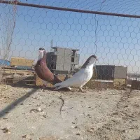 کبوتر کفتر خوشرنگ سرخ وشسطی زرد|پرنده|شال, |دیوار