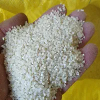 خرده برنج مخصوص اش سبزی ،برنج اصل به شرط پخت نیم|خوردنی و آشامیدنی|شیراز, گویم|دیوار