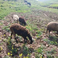 میش و بره جوان