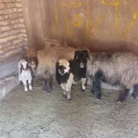 میش بره|حیوانات مزرعه|پاسارگاد, |دیوار