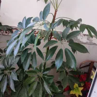 گل طبیعی|گل و گیاه طبیعی|کامیاران, |دیوار