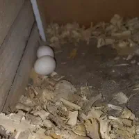 تخم نطفه دار میخام