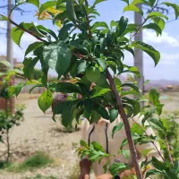 فروش ۵۰۰ متری در دماوند وادان سند تک برگ|فروش دفتر صنعتی، کشاورزی، تجاری|دماوند, دماوند|دیوار