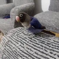 کوتوله برزیلی