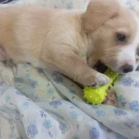 میکس پامر شیتزو|سگ|شاهرود, |دیوار