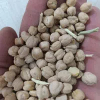 نخود درشت بذری