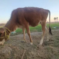 گاو چاق وسرحال