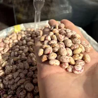 نخود و لوبیا و تخمه|خوردنی و آشامیدنی|تهران, مولوی|دیوار