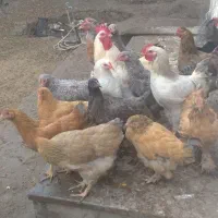 جوجه مرغ خروس پاپر|حیوانات مزرعه|بابکان, |دیوار