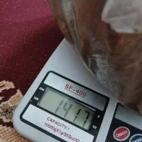 دنبالان کوهی