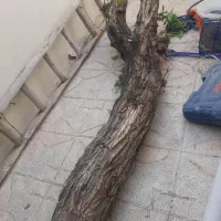 تنه ی درخت|گل و گیاه طبیعی|محمدشهر, شهرک چمران|دیوار