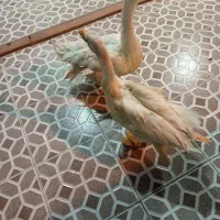 دو عدد غاز|حیوانات مزرعه|بندر ماهشهر, |دیوار