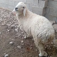 قوچ|حیوانات مزرعه|نیمروز, |دیوار