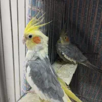 عروس هلندی نر و ماده|پرنده|قیدار, |دیوار