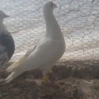 کبوتر پرشی|پرنده|الوند, |دیوار