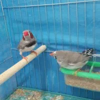 فنچ مولد|پرنده|نجف‌آباد, امیرآباد|دیوار