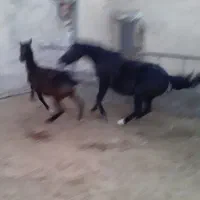 مادیان مشکی شکم طلا|اسب و تجهیزات اسبسواری|فرمهین, |دیوار