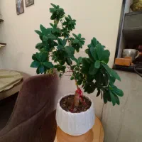 بنسای ۸ ساله|گل و گیاه طبیعی|کرج, حسن آباد|دیوار