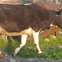 گاو شیری با گوساله ماده یک ونیم ماهه