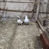 کبوتر|پرنده|رشت, لاکان شهر|دیوار