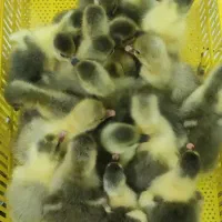 فروش جوجه غاز محلی درجه یک  قیمت مقطوع ۳۰۰