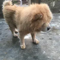 چاو چاو نر بالغ ۳ ساله