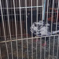 کبوترصید|پرنده|مشهد, کارمندان دوم|دیوار