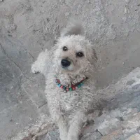 سلام سگ پاه کوتا خوشگل زنگ فهمیده