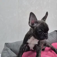 فرنچ بولداگ|سگ|لاهیجان, شیشه گران|دیوار