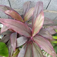 گل کردلین|گل و گیاه طبیعی|رشت, حومه رشت|دیوار