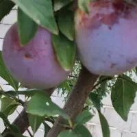 زمین به متراژ ۲۲۰۰متر ۹کیلومتری شهیدکلانتری