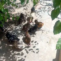 مرغ خروس