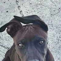 توله سگ بیتبول