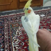 لوتینو تک خال|پرنده|دزفول, |دیوار