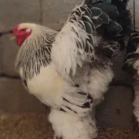 جوجه و مرغ و خروس برهما لایت اصل رومانی