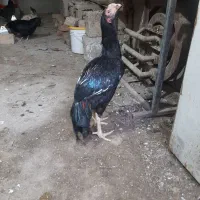 یک خروس گلین اصیل بدونه مریضی سالمو سلامت