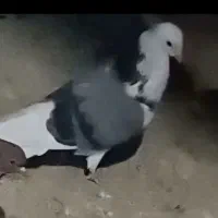 باخت رفته هر کی پیدا کنه دو ملیون مژدگانی میدم