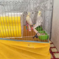 فروش یک جفت عروس هلندی|پرنده|کوار, |دیوار