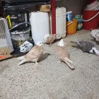 کفتر کلاغ وسینه سیاه