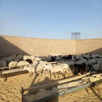 فروش بره وکره محلی باقصاب رایگان|حیوانات مزرعه|رفسنجان, |دیوار
