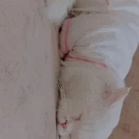 گربه|گربه|بوکان, |دیوار