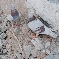 کبوتر زاغ ابادانی و یک جفت پوست پیازی|پرنده|شبانکاره, |دیوار