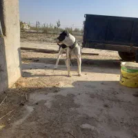 توله سگ پیتبول کنکورسو|سگ|گلبهار, نوبهار|دیوار