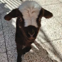 بره زیر میشی