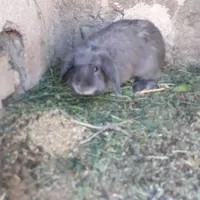 یک جفت خرگوش لوپ